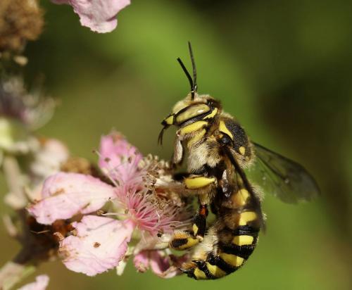Anthidium florentinum